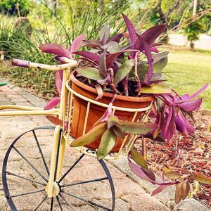 8 Purple Heart Plant Cuttings 💜